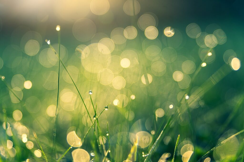 meadow, free background, cool backgrounds-4485609.jpg